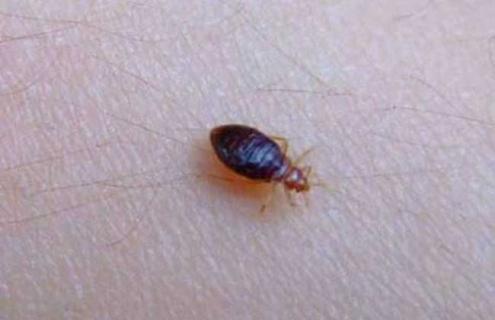 臭虫怕什么东西（臭虫怕什么东西的味道）