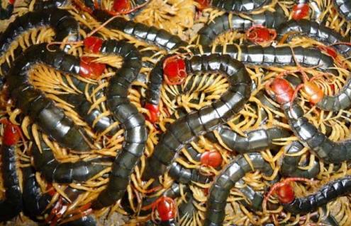 被蜈蚣咬了会怎么样 被蜈蚣咬了会怎么样,怎么处理?