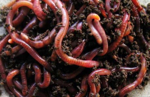 红蚯蚓的养殖方法 红蚯蚓的养殖方法视频