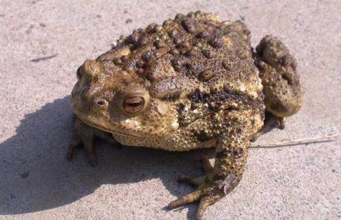 如何鉴别特种养殖骗局（如何鉴别特种养殖骗局真假）