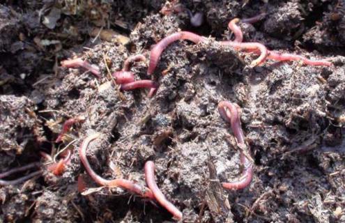 蚯蚓为什么断了还能活 蚯蚓为什么断了还能活?
