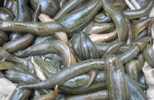 水蛭会钻入人体吗 水蛭会钻进人体吗