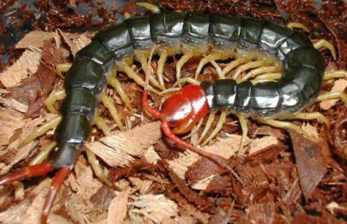 蜈蚣会不会爬到床上 蜈蚣会不会爬到床上来