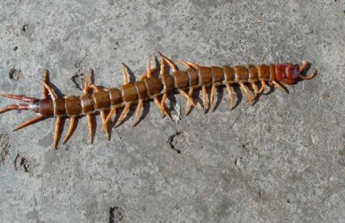 蜈蚣会不会爬到床上