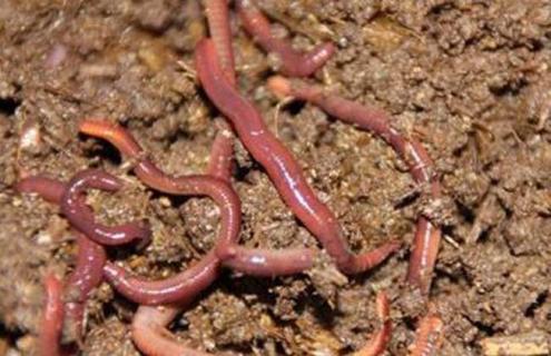 养蚯蚓真的能赚钱吗 养蚯蚓真的能赚钱吗视频