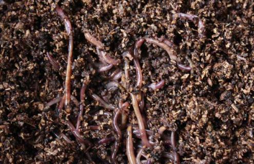 养蚯蚓一亩利润多少钱 蚯蚓养殖每亩利润