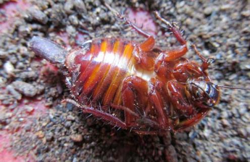 养土元投资多少钱（养土元需要投资多少）