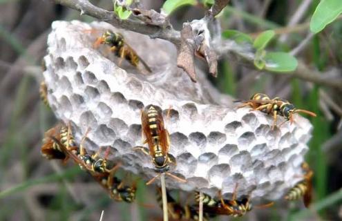 被马蜂蛰了用什么药 被马蜂蛰了用什么药擦