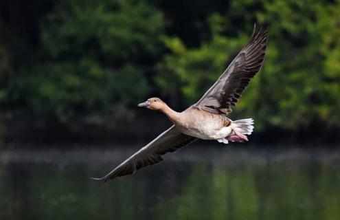 大雁南飞是什么季节 大雁南飞是什么季节秋冬吗