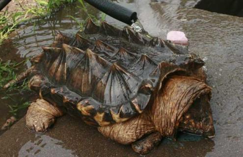 鳄鱼龟怎么分公母 鳄鱼龟分公母吗