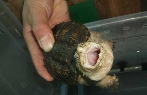 鳄龟为什么不能放生 鳄龟外来物种不能放生