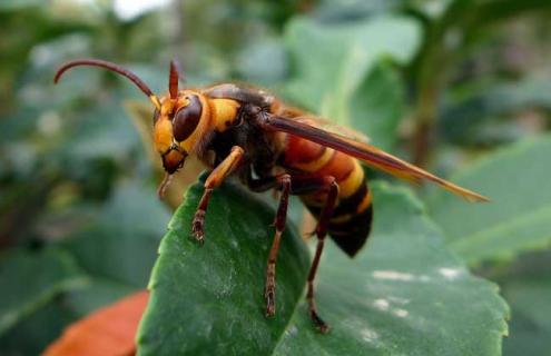 马蜂冬天是如何过冬的 马蜂怎么越冬