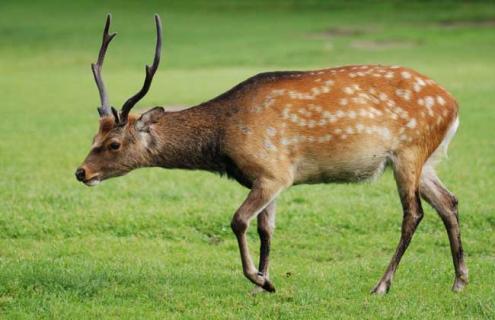 养殖梅花鹿真的赚钱吗 养殖梅花鹿真的赚钱吗知乎