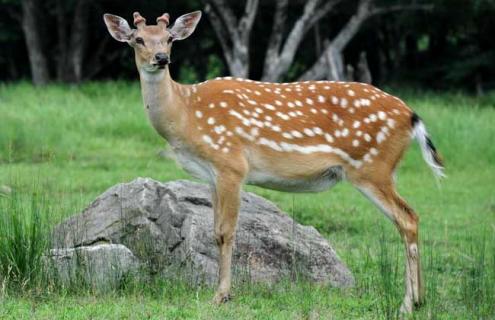 梅花鹿养殖要什么条件 梅花鹿养殖要什么条件才能养