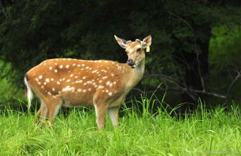 养殖梅花鹿要办哪些证（养殖梅花鹿要办哪些证2023）