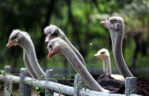养鸵鸟需要办什么证 养鸵鸟需要办什么证件吗