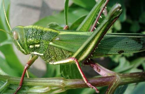 蝗虫是益虫还是害虫 蝗虫是益虫还是害虫为什么