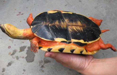 金钱龟为什么那么贵 金钱龟为什么那么贵龟