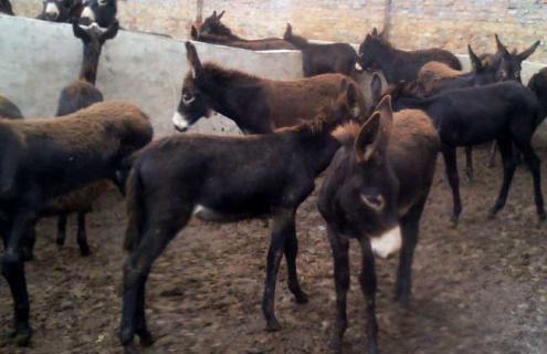 养驴的利润与成本（养驴的利润与成本前景）