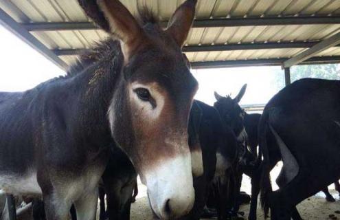 乌头驴价格及选购方法（乌头驴幼驴价格）