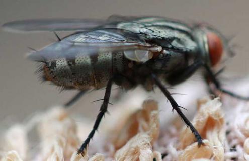苍蝇是怎么形成的（苍蝇是怎么形成的视频）