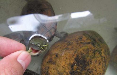 养什么乌龟招财比较好 养什么乌龟聚财