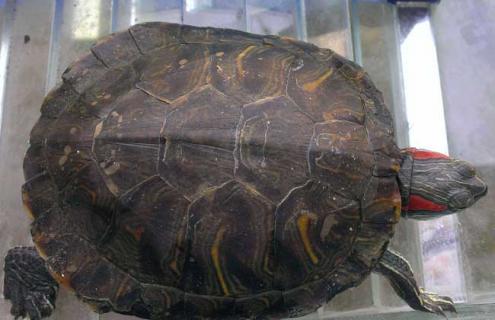 乌龟什么时候下蛋 乌龟什么时候下蛋一般下几个