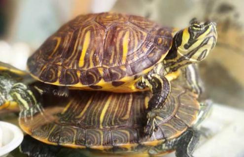 乌龟真的有灵性吗 乌龟有灵性吗 听得懂人话吗