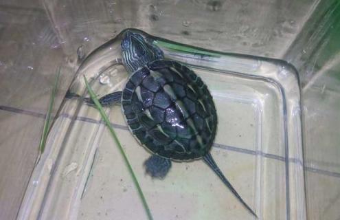 乌龟真的是招财的吗（乌龟真的是招财的吗）