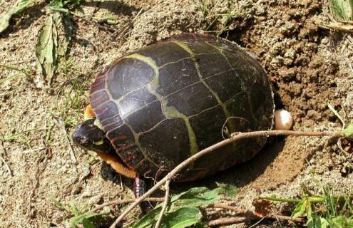 乌龟蛋真的能吃吗（乌龟蛋能吃吗怎么吃法）