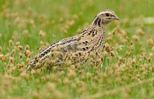鹌鹑一天下几个蛋 鹌鹑一天下几个蛋一个