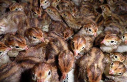 养鹌鹑真的能赚钱吗 养鹌鹑真的能赚钱吗知乎