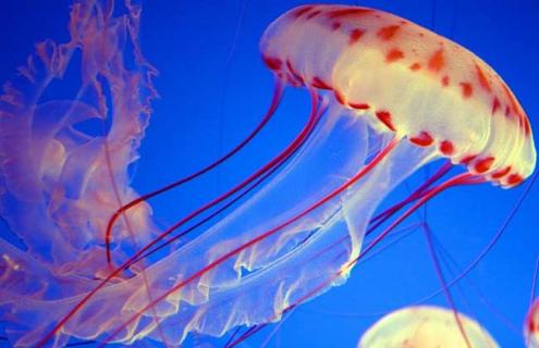 被水母蛰了怎么办 被水母蛰了怎么办紧急处理