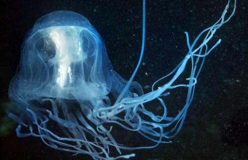 水母吃什么食物（水母吃什么食物怎么养）