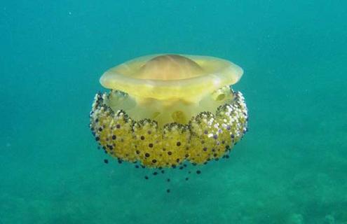 蛋黄水母蛰了有毒吗（蛋黄水母爆炸图片）