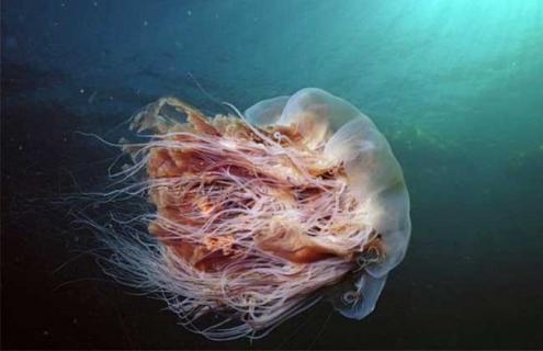 狮鬃水母到底有多大（狮鬃水母视频）