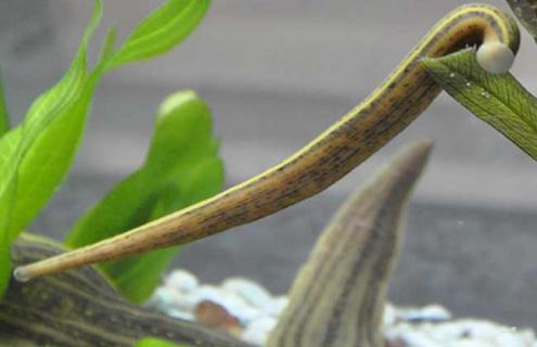 养殖水蛭投资多少钱（养殖水蛭需要多少钱）