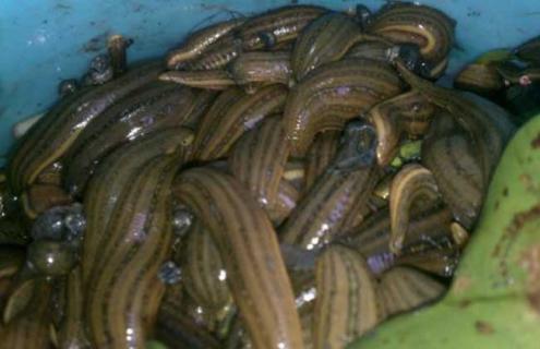 水蛭网箱养殖技术（水蛭网箱养殖技术规程最新）