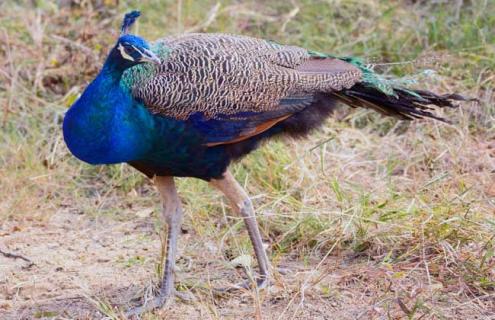 孔雀是鸟类还是兽类 孔雀是鸟类还是兽类呢