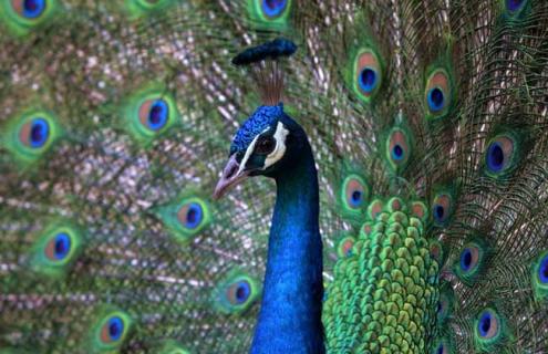 养殖孔雀有销路吗（养殖孔雀能赚钱吗）