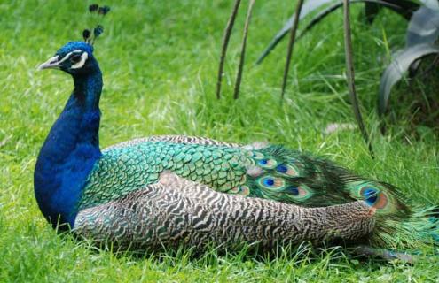 人工饲养孔雀犯法吗 人工养殖孔雀犯法吗