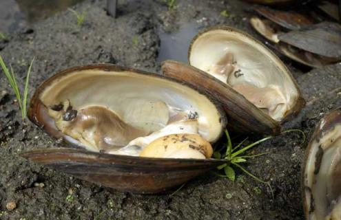 河蚌里面有珍珠吗（河蚌是怎么产生珍珠的）