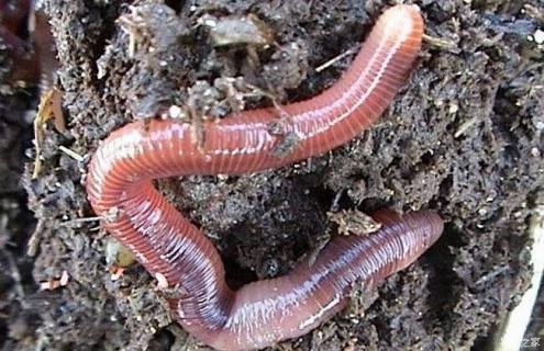 蚯蚓规模养殖技术 蚯蚓养殖业