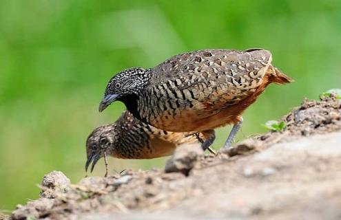 鹌鹑孵化方法介绍 鹌鹑孵化方法介绍怎么写