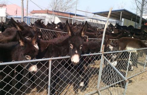 肉驴饲养技术 肉驴养殖技术