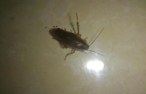 人工养殖蟑螂的技术（人工饲养蟑螂做什么用）