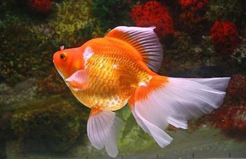 金鱼怎么养才能养活（金鱼怎样养才能养活）