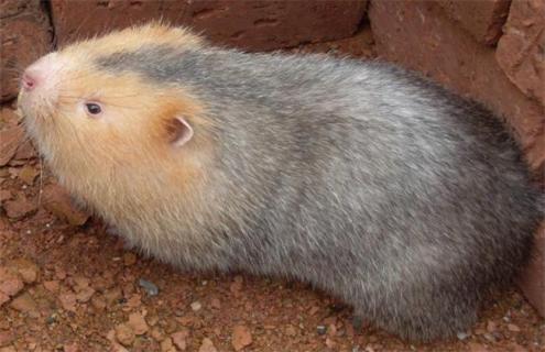 竹鼠的养殖前景和养殖方法 竹鼠的养殖前景和养殖方法是什么