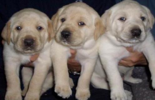 拉布拉多人工养殖方法 拉布拉多犬养殖视频