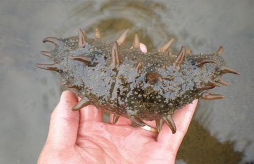 海参养殖的注意事项 海参养殖技术要点